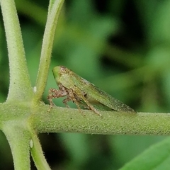 Poiocerinae