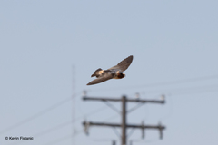 Petrochelidon pyrrhonota