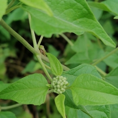Poiocerinae