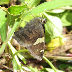 Autochton vectilucis