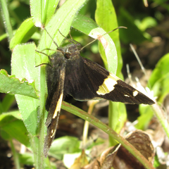 Autochton vectilucis