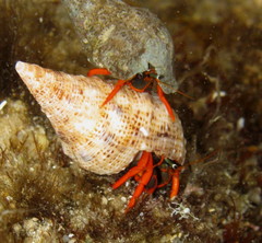 Calcinus californiensis