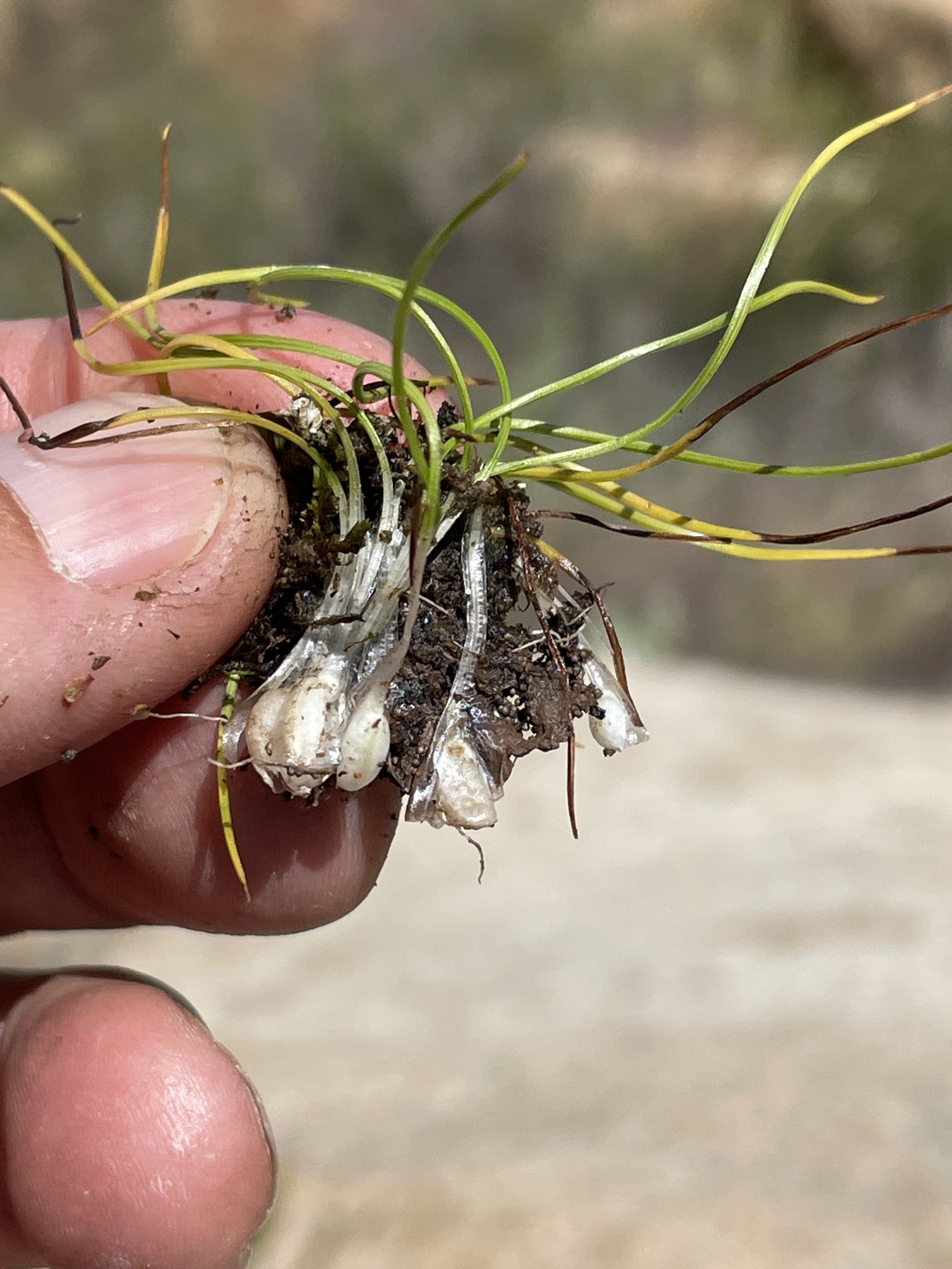 Isoetes orcuttii