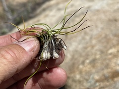 Isoetes orcuttii