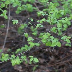 Spiraea chamaedryfolia