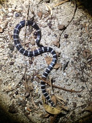 Bungarus multicinctus multicinctus