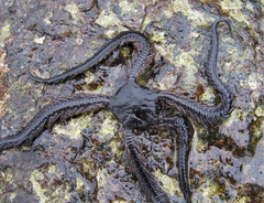 Ophiocoma aethiops