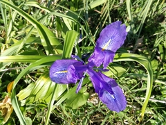 Iris planifolia