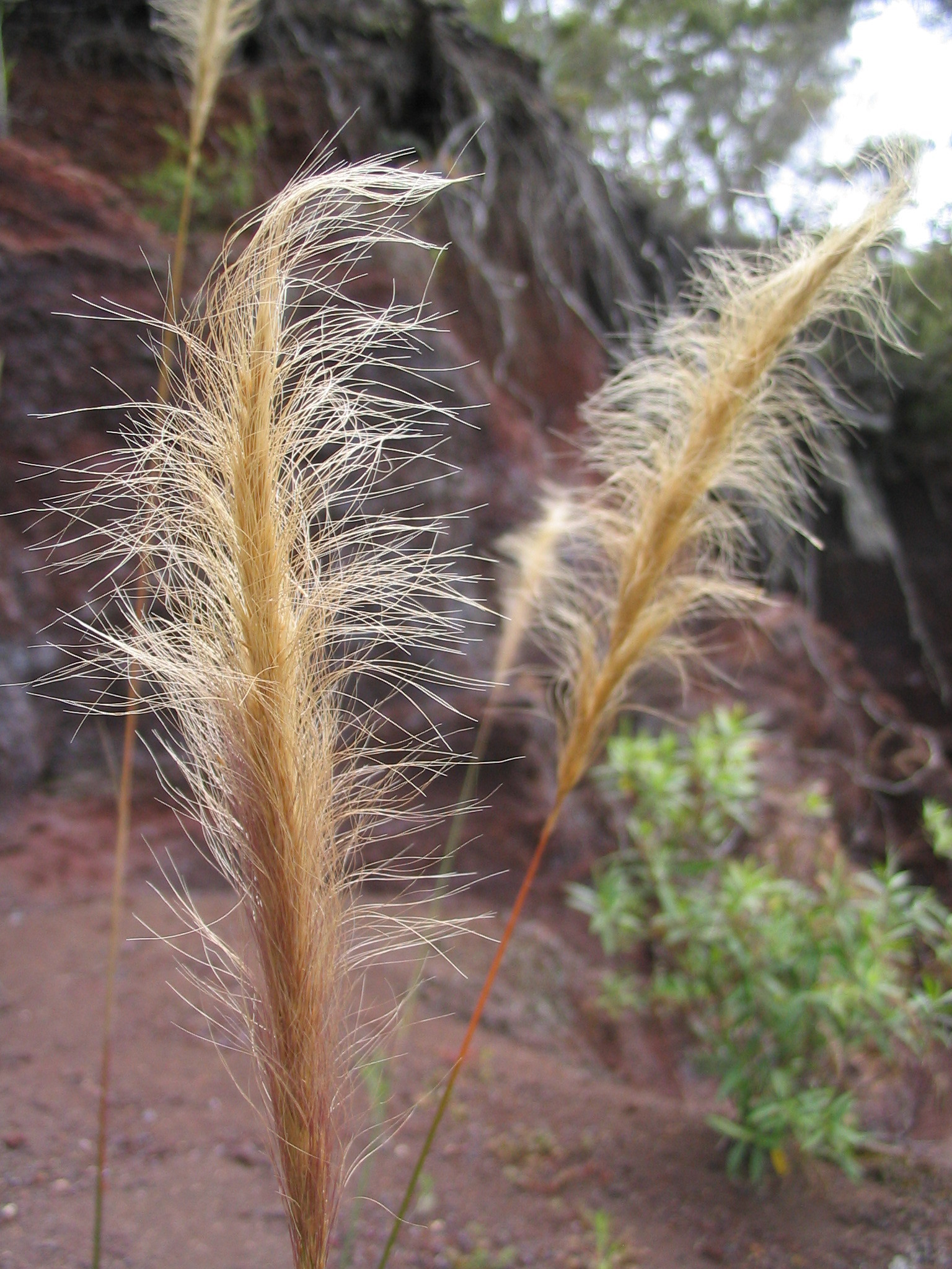 Dichelachne crinita
