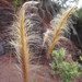 Long Hair Plume Grass - Photo (c) John Barkla, some rights reserved (CC BY), uploaded by John Barkla
