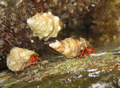 Calcinus californiensis