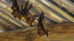 Hipposideros lankadiva