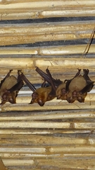 Hipposideros lankadiva
