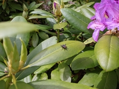 Diptera