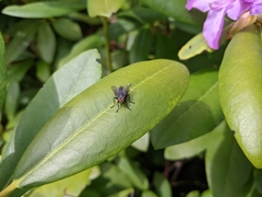 Diptera