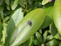 Diptera