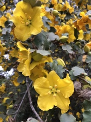 Fremontodendron