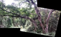 Ficus burkei
