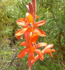 Watsonia angusta