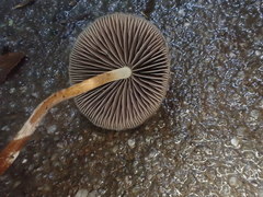 Psilocybe papuana