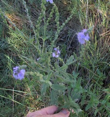 Verbena xutha