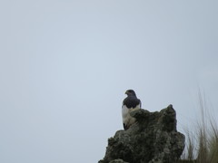 Geranoaetus melanoleucus