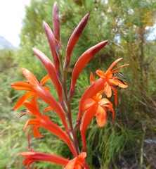 Watsonia angusta