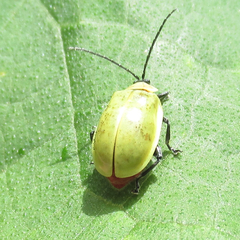Asphaera pallida