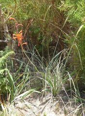 Watsonia angusta