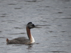 Podiceps major