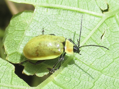 Asphaera pallida