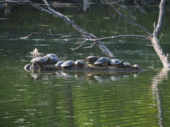 Trachemys scripta
