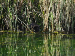 Gallinula chloropus