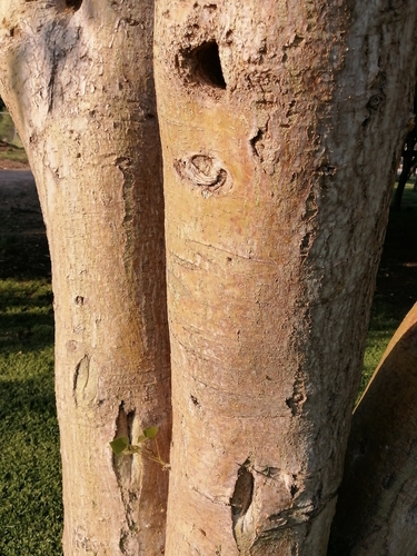 Image of American Coral Tree (Erythrina americana) by (c) Erick Vélez Sánchez, some rights reserved (CC BY)