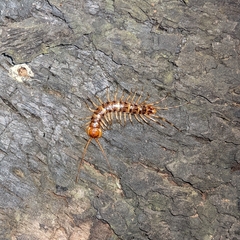 Lithobius variegatus rubriceps
