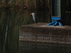 Ardea cinerea