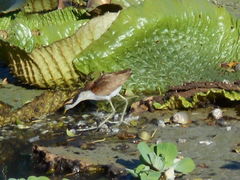 Jacana jacana