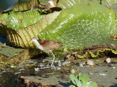 Jacana jacana