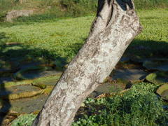 Cordia americana