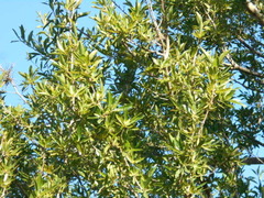 Cordia americana