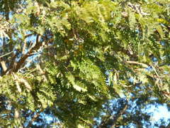 Albizia inundata