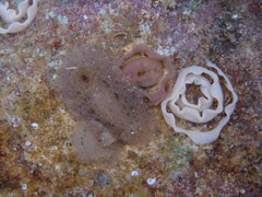 Jorunna tempisquensis