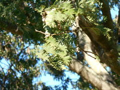 Albizia inundata
