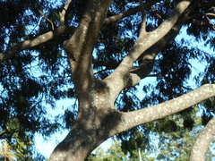 Albizia inundata