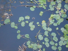 Hydrocotyle ranunculoides