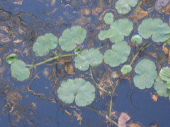 Hydrocotyle ranunculoides