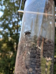 Phidippus audax