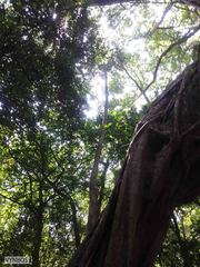 Ficus burkei