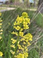 Barbarea vulgaris