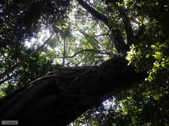Ficus burkei